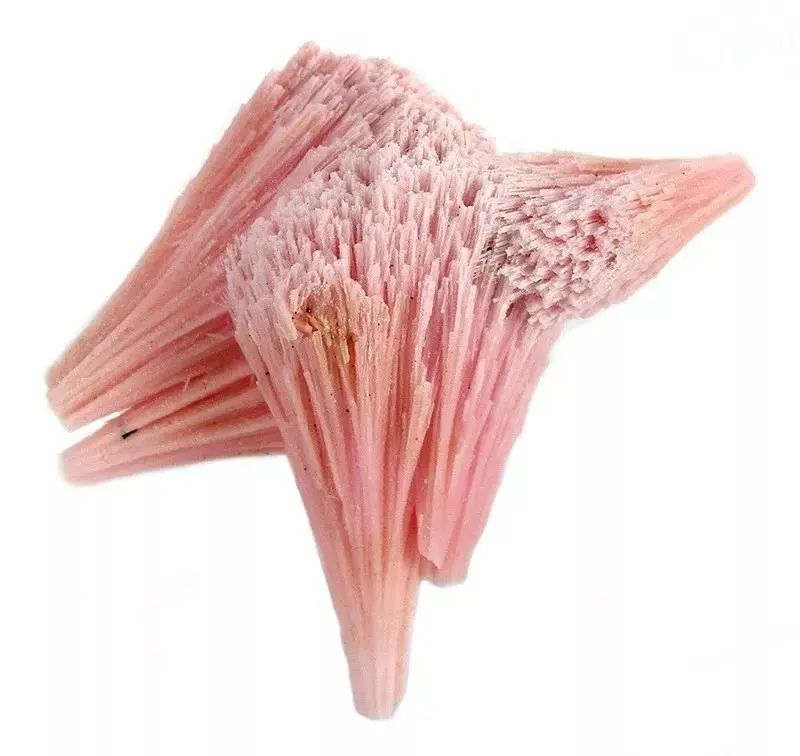老狼蜜芽忘忧草二区